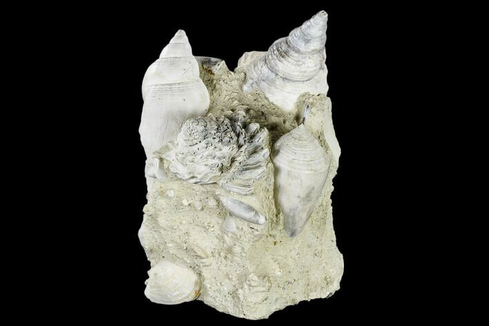 Tall, Miocene Fossil Gastropod Cluster - France #113658